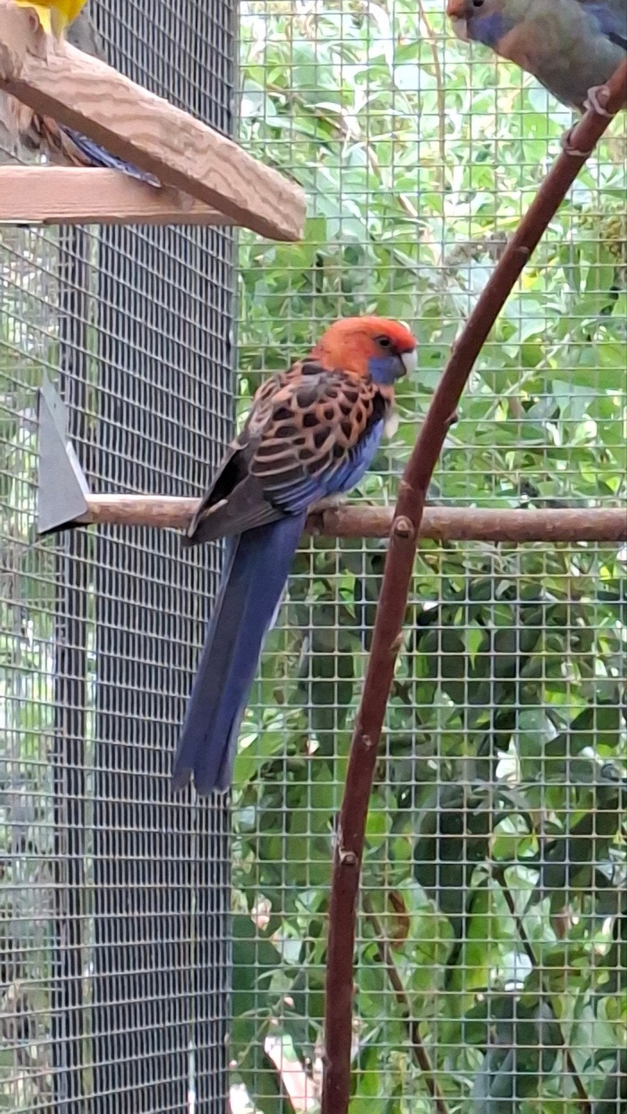 Pennant rosella's oranje, Mannelijk, Parkiet, Geringd