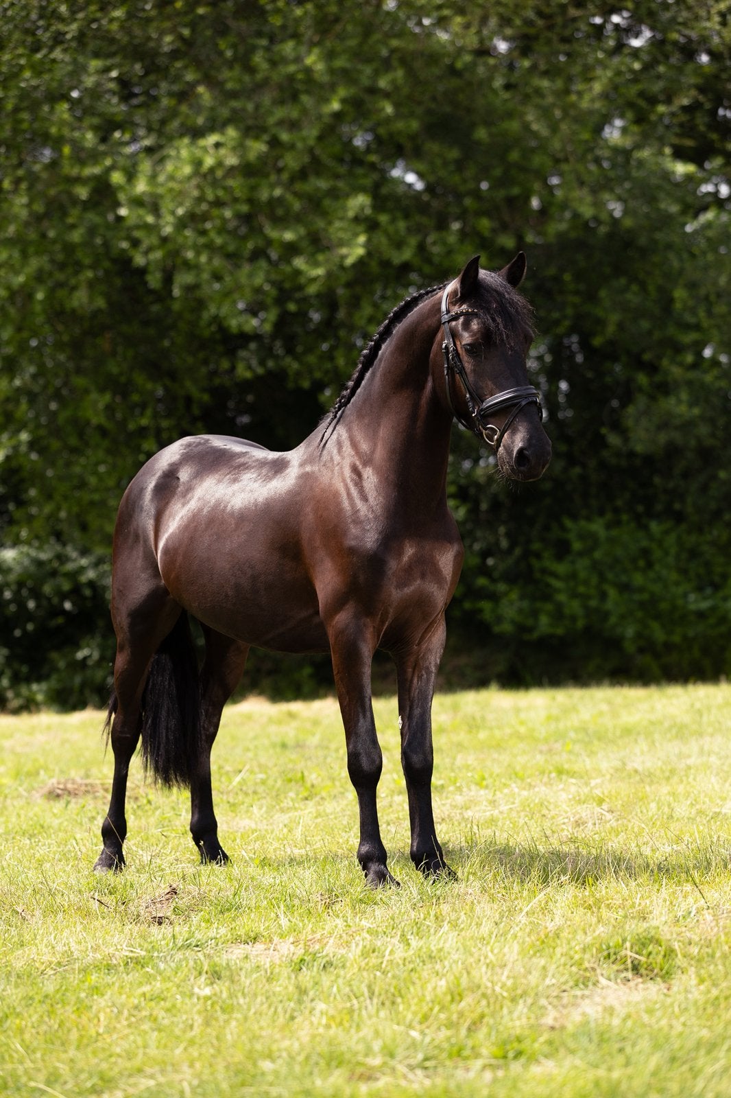 Betrouwbare lieve pony te koop, Ruin, B, D pony (1.37m tot 1.48m), Met stamboom