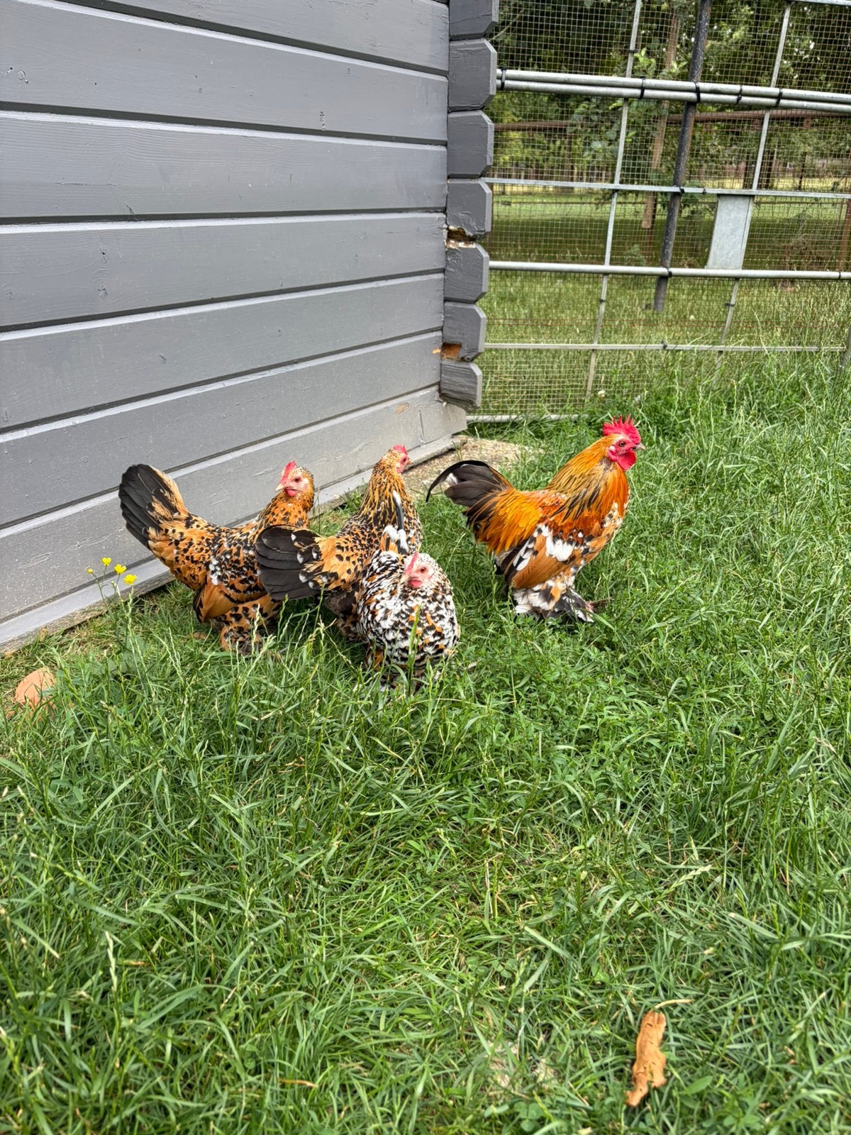 Groepje Sabelpoot krielen - porselein, Dieren en Toebehoren, Pluimvee, Meerdere dieren, Kip