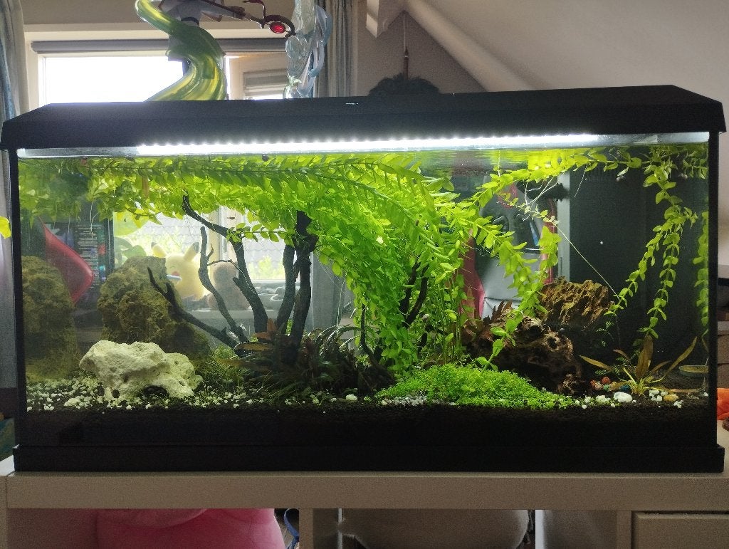 Juwel Aquarium Primo 110 2.0, Ophalen, Inclusief vissen, Juwel, Gevuld zoetwateraquarium