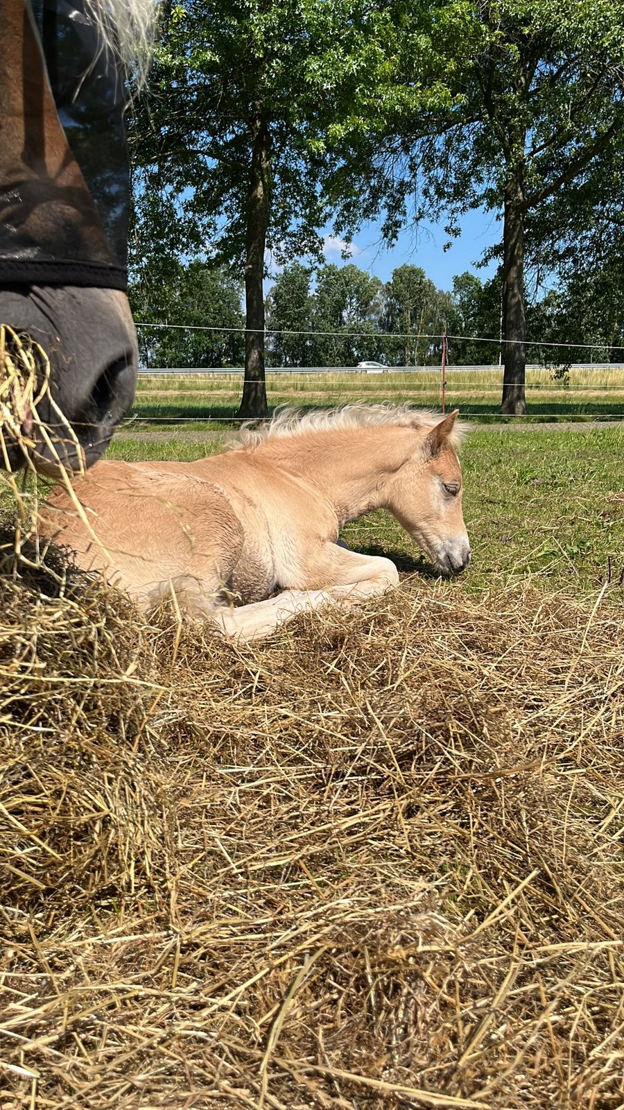 Leuk haflinger hengstveulen, Dieren en Toebehoren, Niet van toepassing, 0 tot 2 jaar, Hengst, B pony (1.17m tot 1.27m)