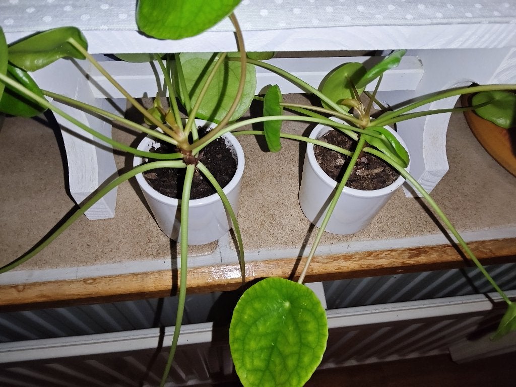Pannenkoekenplant Stekjes, Huis en Inrichting, Overige soorten, Minder dan 100 cm, Groene kamerplant, Halfschaduw