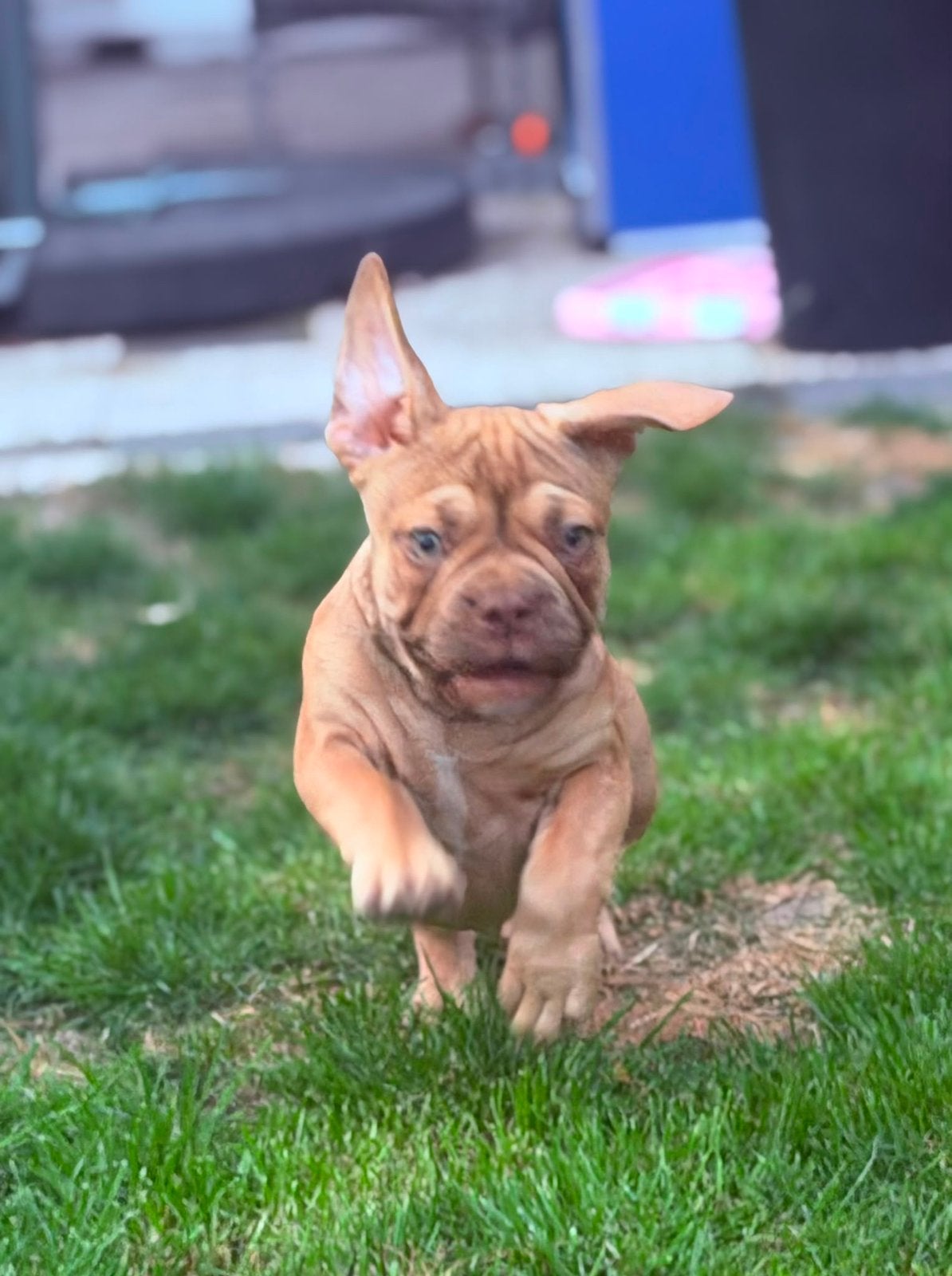 Lieve Franse Bulldog pups, België, Fokker | Hobbymatig, 8 tot 15 weken, Teef