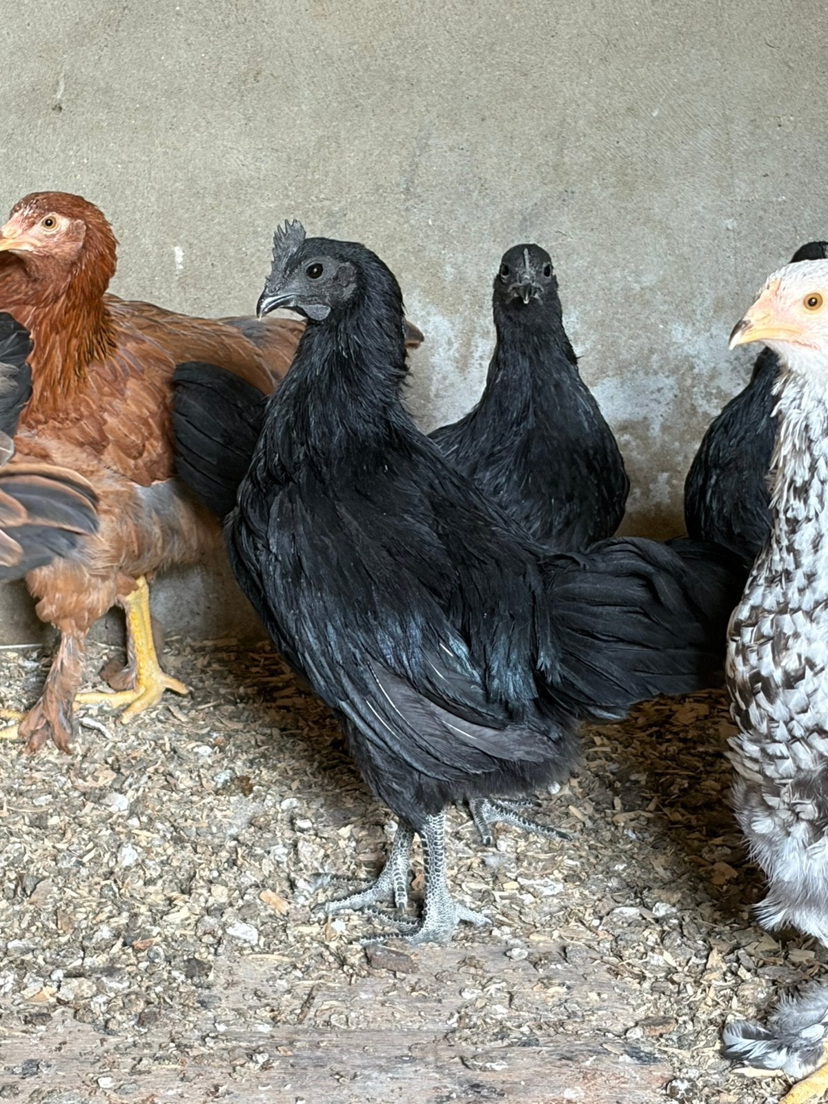 Ayam cemani haan met of zonder hen, Dieren en Toebehoren, Pluimvee, Meerdere dieren, Kip