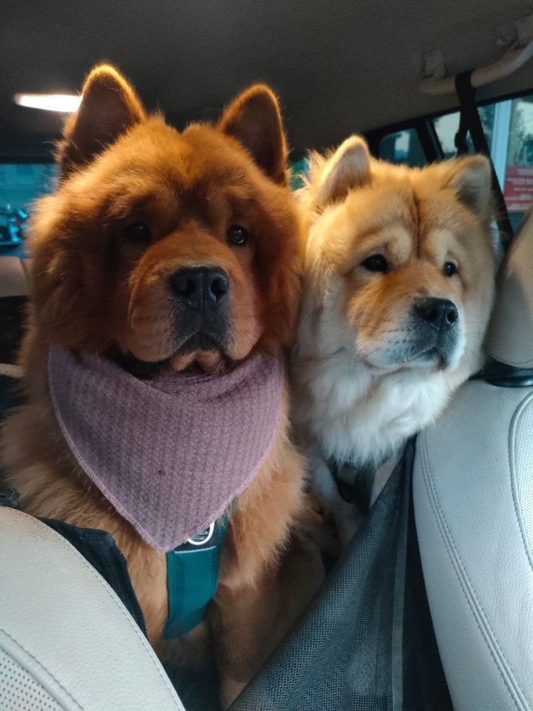 chow chow puppys puppy, Dieren en Toebehoren, 8 tot 15 weken, Geslacht onbekend, Meerdere, Middel