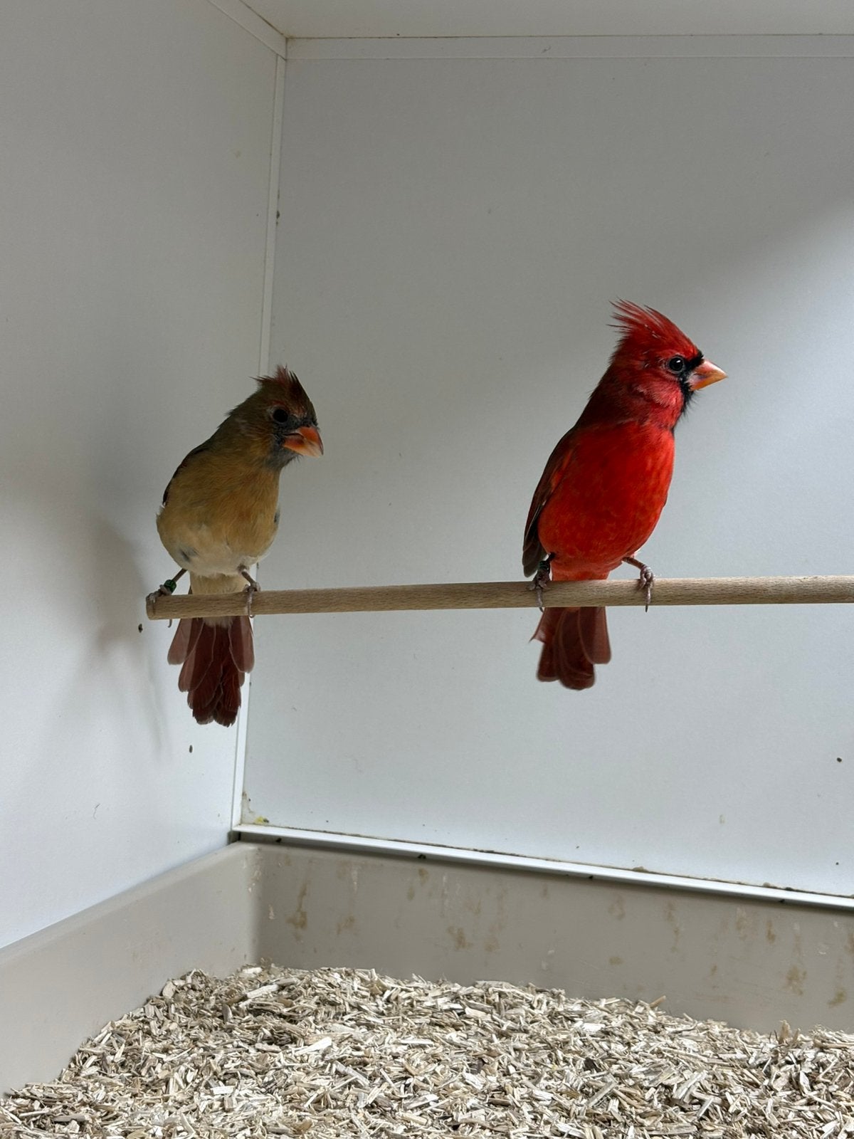 Rode kardinalen, Dieren en Toebehoren