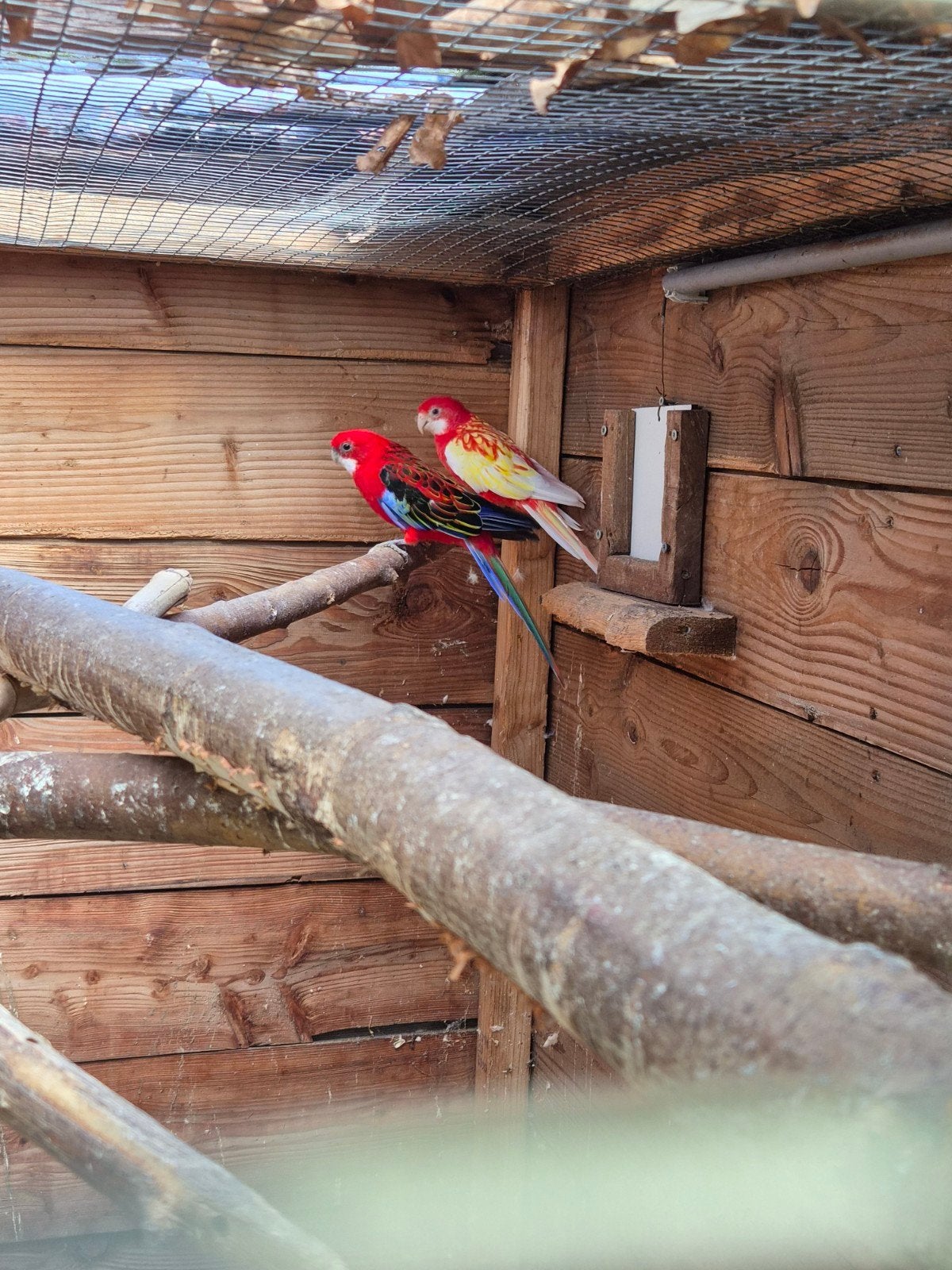 bewezen koppel pracht rosellas, Dieren en Toebehoren, Meerdere dieren, Geringd