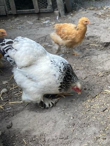 Brahma hen, Dieren en Toebehoren, Pluimvee, Vrouwelijk, Kip