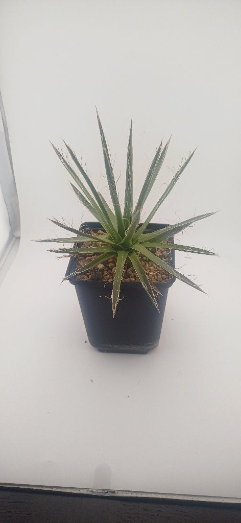 agave filifera schidigera, Vetplant, Ophalen of Verzenden, Minder dan 100 cm, Volle zon