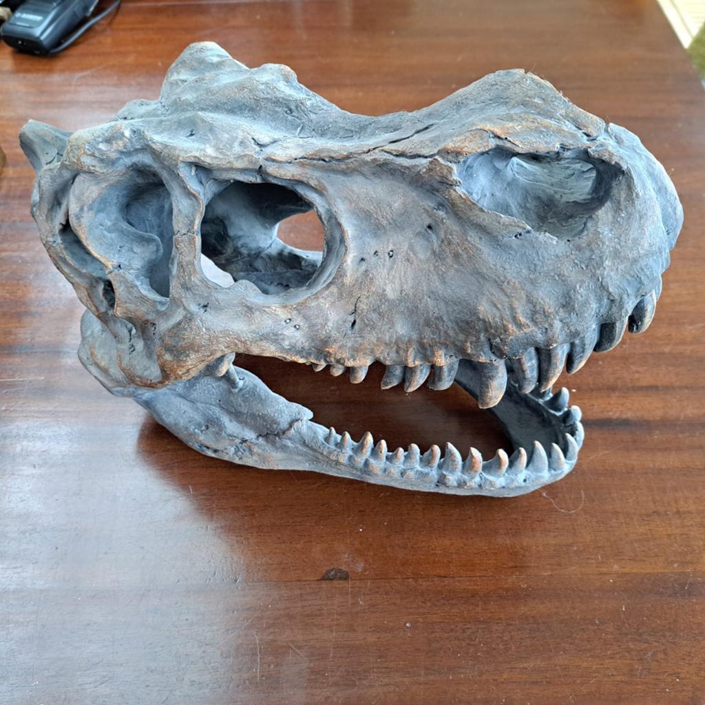 Leuke dinosaurus kop/ skelet., Verzamelen, Ophalen of Verzenden