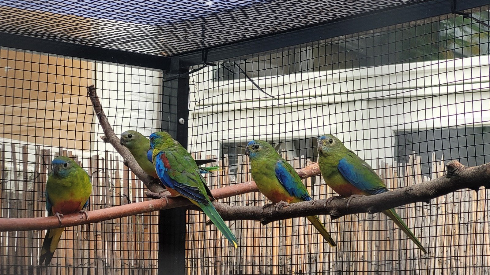 Turquoisine parkiet man roodbuik jong, Dieren en Toebehoren, Vogels | Parkieten en Papegaaien, Mannelijk, Parkiet