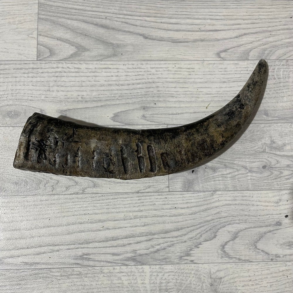 Waterbuffel hoorn los 45cm nr 338 | Lederstore, Ophalen of Verzenden, Nieuw, Boerderijdier, Gewei of Kop