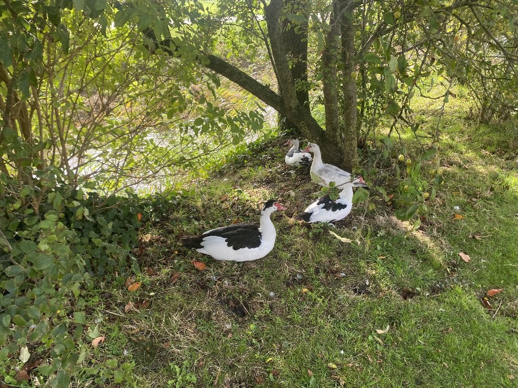 Muskus eenden, Meerdere dieren, Eend