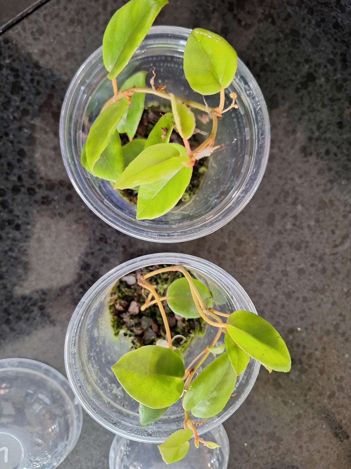terrarium plant Begonia schutzei, Ophalen of Verzenden, Halfschaduw, Minder dan 100 cm
