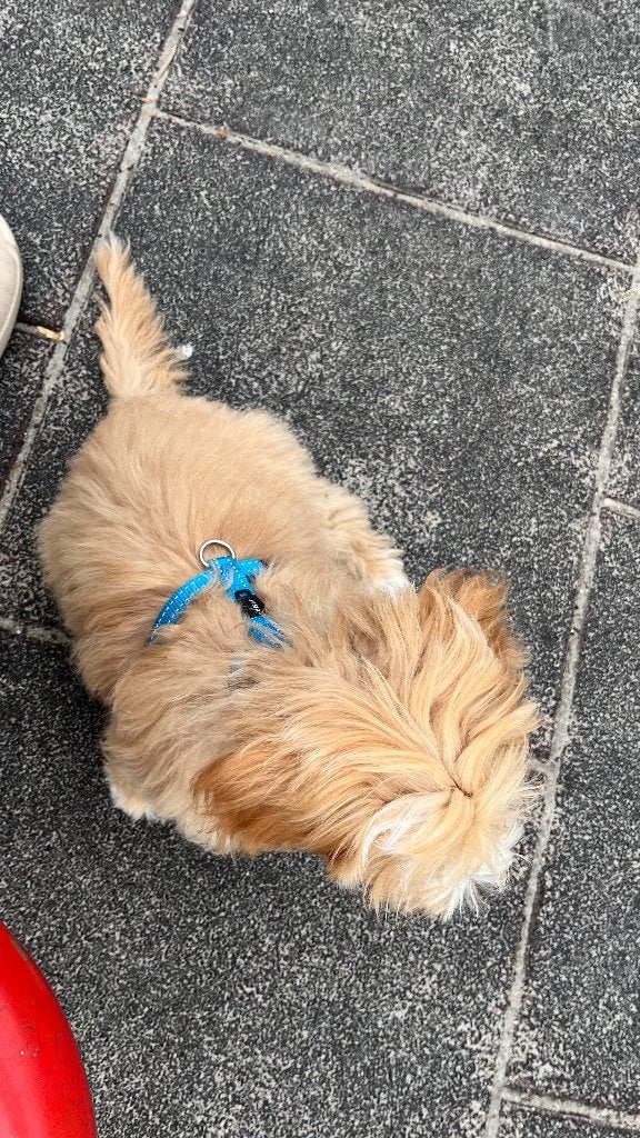 Maltipoo pup, Dieren en Toebehoren, Honden | Chihuahua's en Gezelschapshonden, Poedel, Reu, 8 tot 15 weken, Parvo