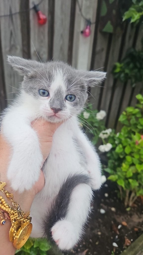 10 lieve kittens zoeken een nieuw thuis!, Dieren en Toebehoren, Katten en Kittens | Overige Katten, Kortharig, Meerdere dieren