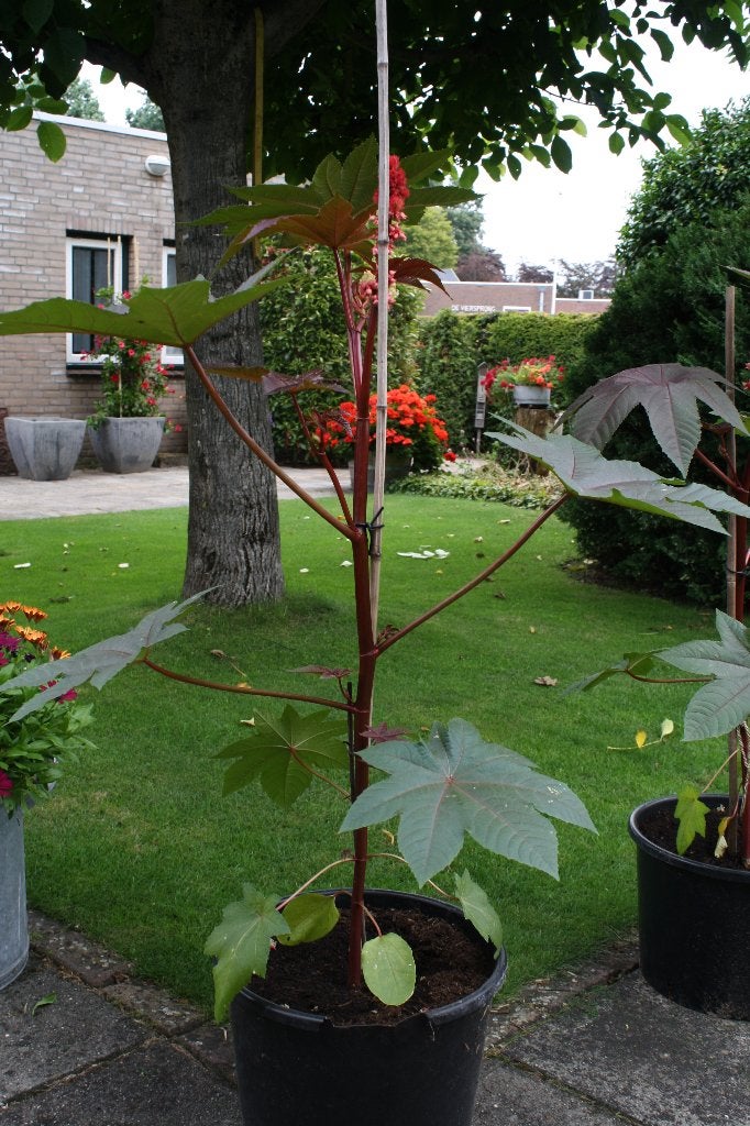 Ricinus communis / Wonderboom, Tuin en Terras, Vijvers, Ophalen, Nieuw