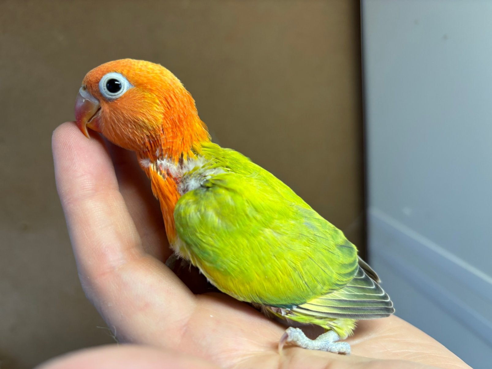 Jonge agapornis fischeri dwergpapagaaitjes, Dieren en Toebehoren, Geslacht onbekend, Dwergpapegaai of Agapornis, Geringd