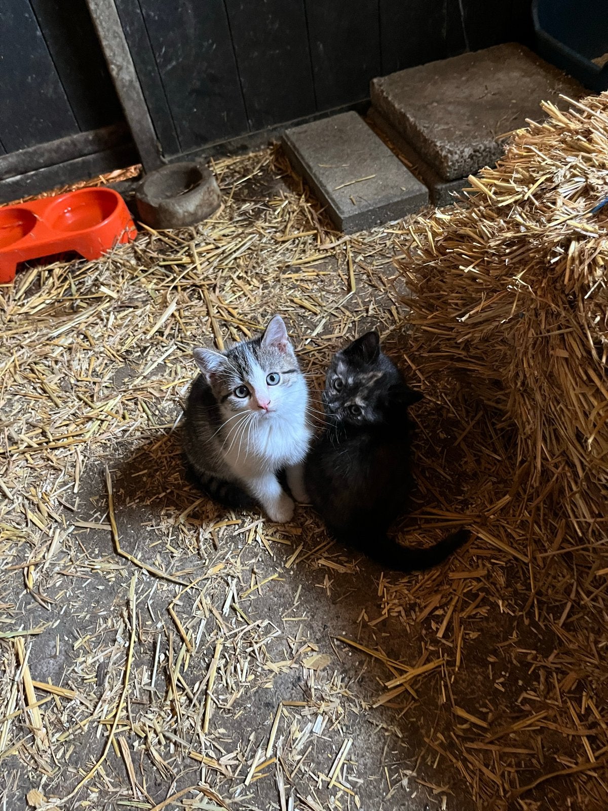 Lieve aanhankelijke boerderij kittens, Meerdere dieren, Kortharig, 0 tot 2 jaar