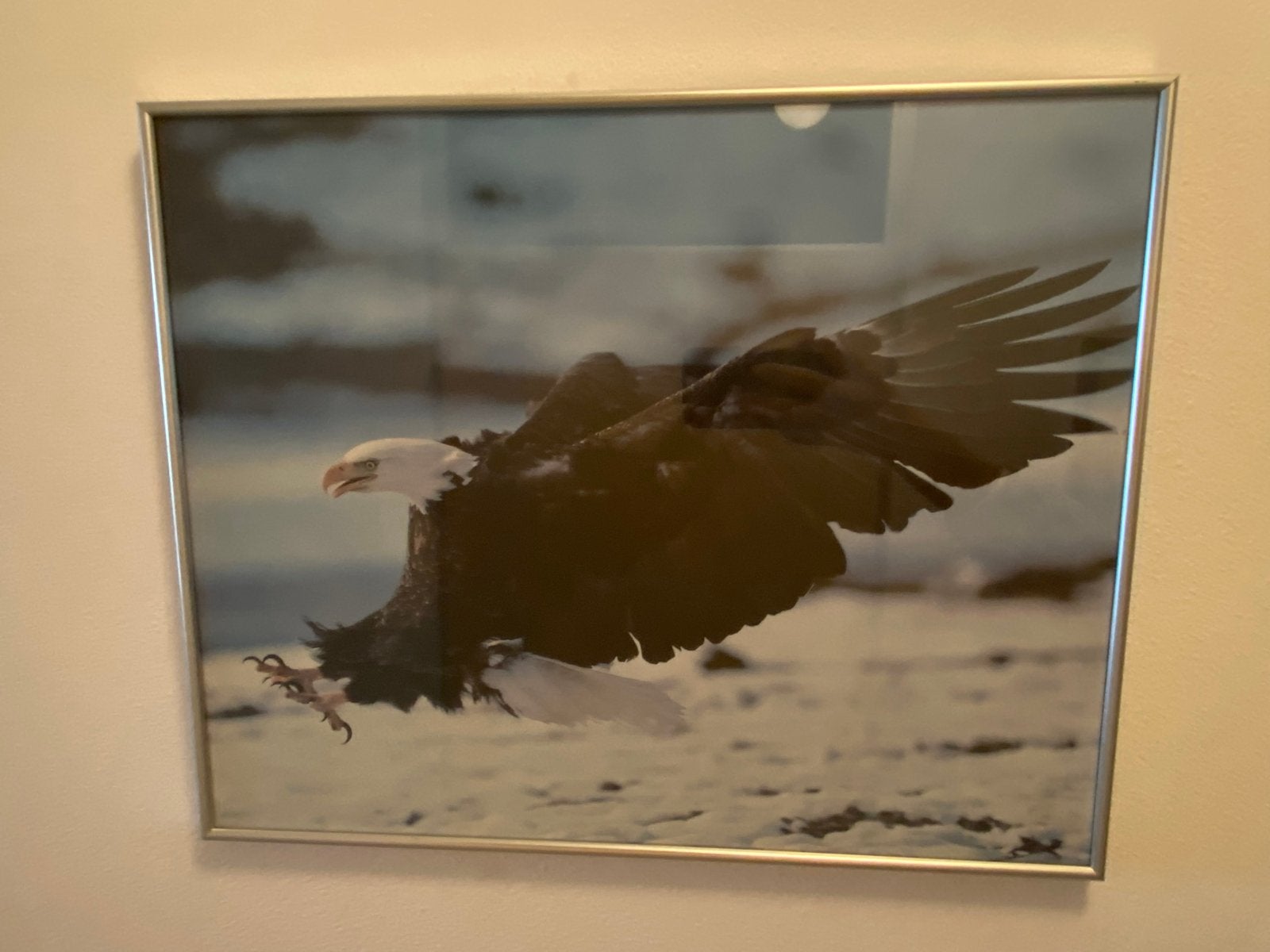 Ingelijste foto van een Amerikaanse zeearend 50x40, Ophalen of Verzenden