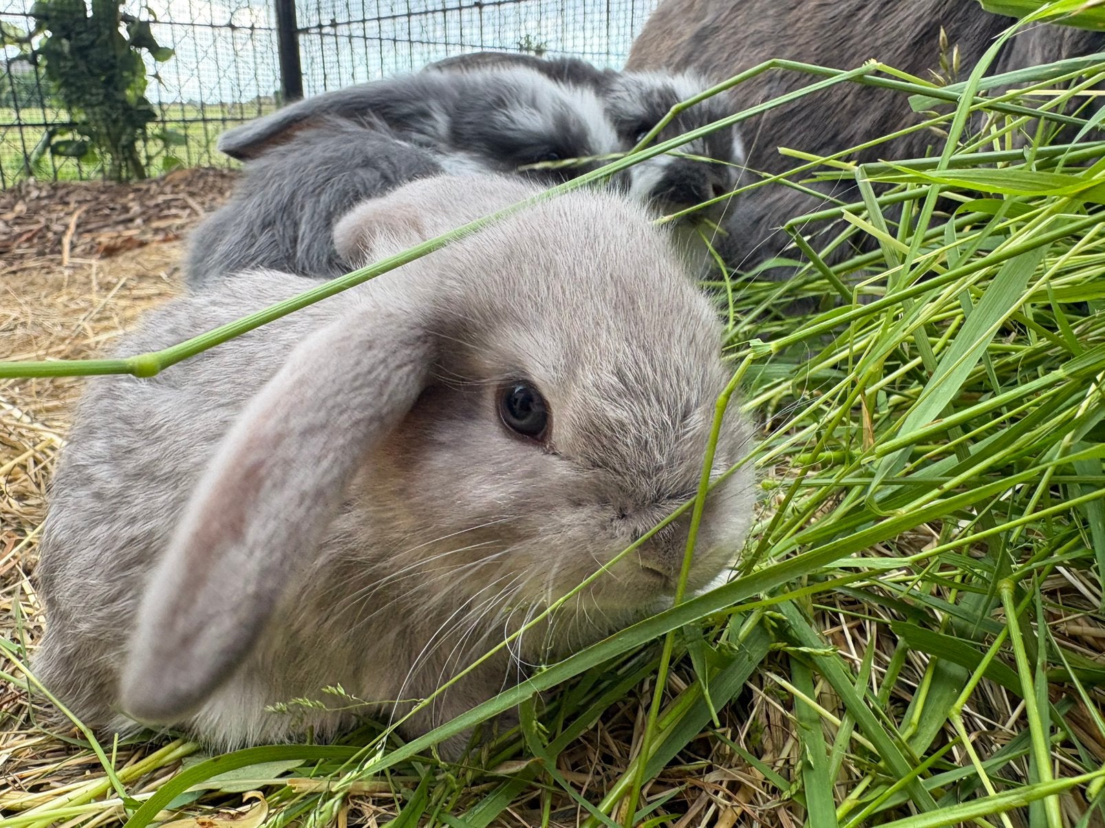 Franse hangoor konijnen, Dieren en Toebehoren, Konijnen, Meerdere dieren, Groot, Hangoor