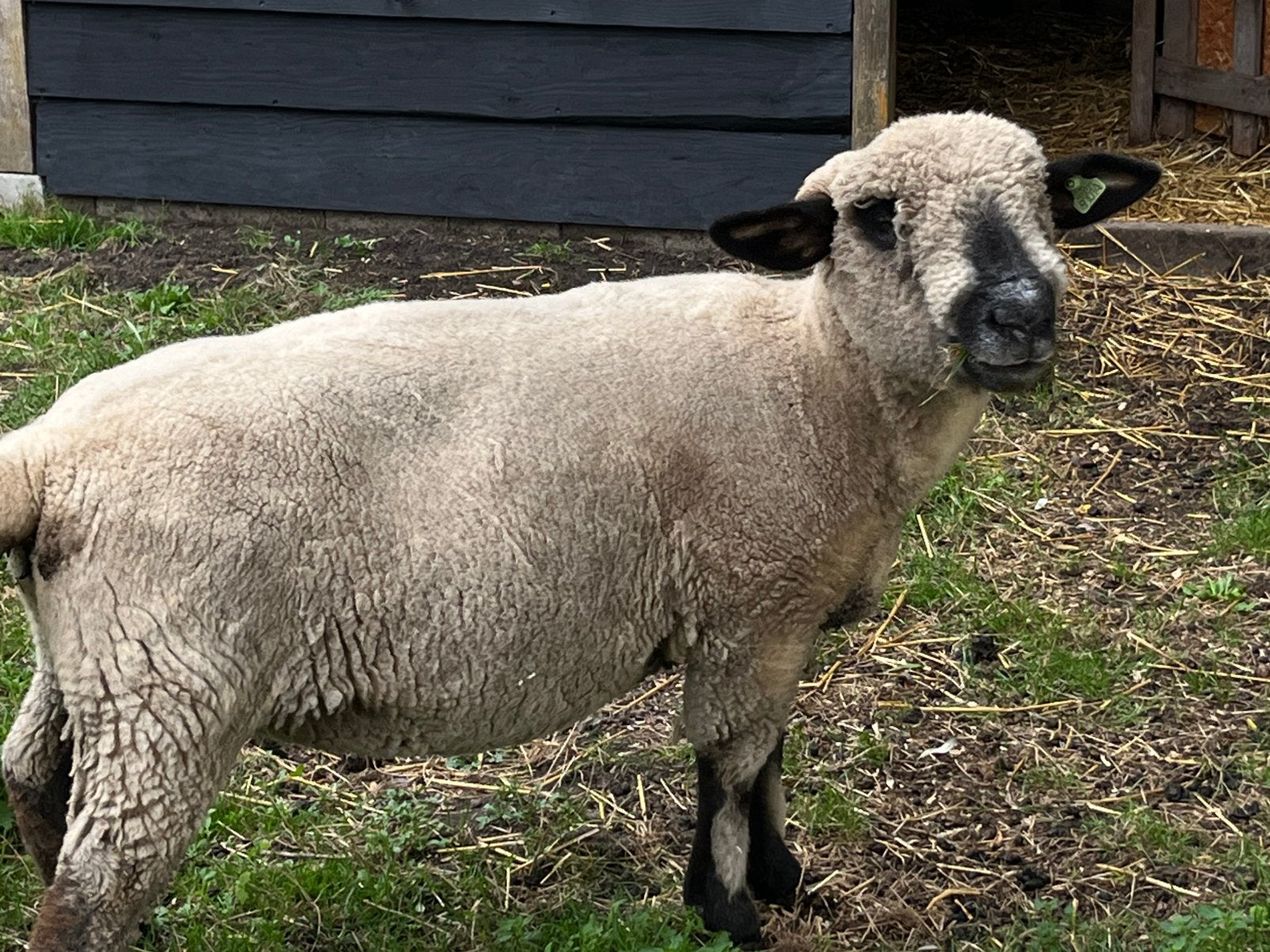 Hampshire down ooi en ram, Dieren en Toebehoren, Meerdere dieren, Schaap