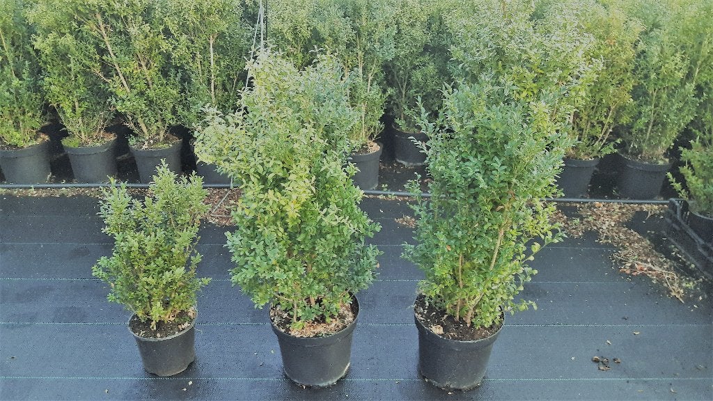Mooie Buxus struiken voor een heg te koop in diverse maten, Ophalen, Buxus, Struik, Minder dan 100 cm