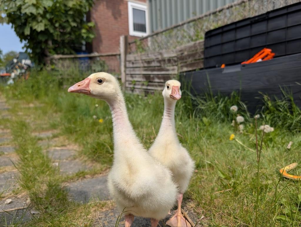 witte chinese knobbelgans kuikens ras en kleur  zuiver, Dieren en Toebehoren, Pluimvee, Meerdere dieren, Kip