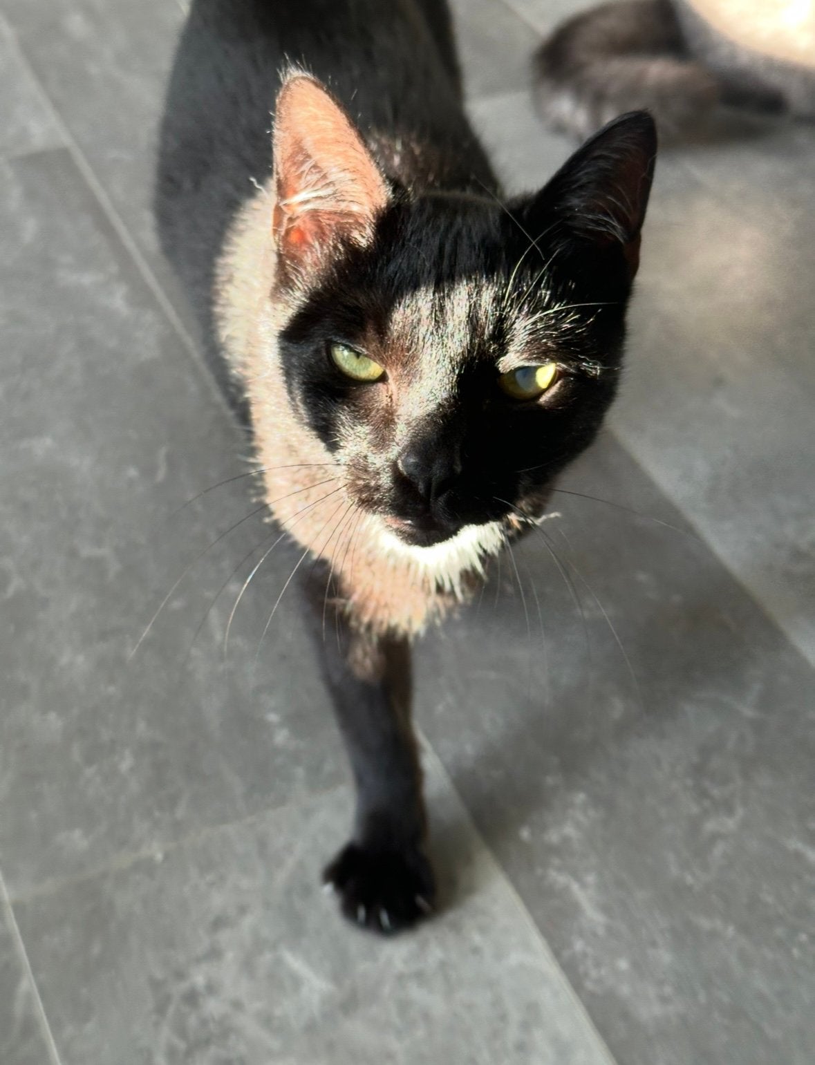 Zeer lieve, speelse en aanhankelijke kater, Kater, Kortharig, 0 tot 2 jaar