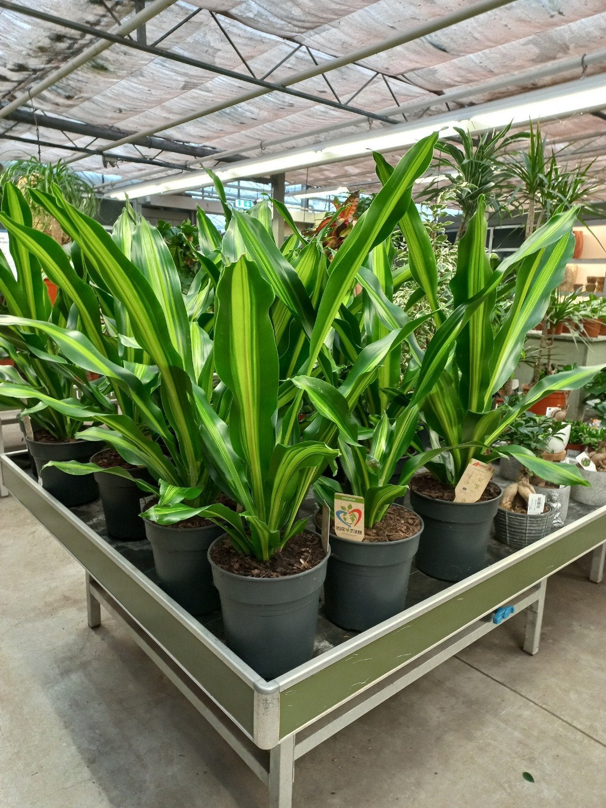 Mooie Deagena Burley, p24 hoogte 90-100cm, Ophalen, Vaste plant, Overige soorten, Volle zon