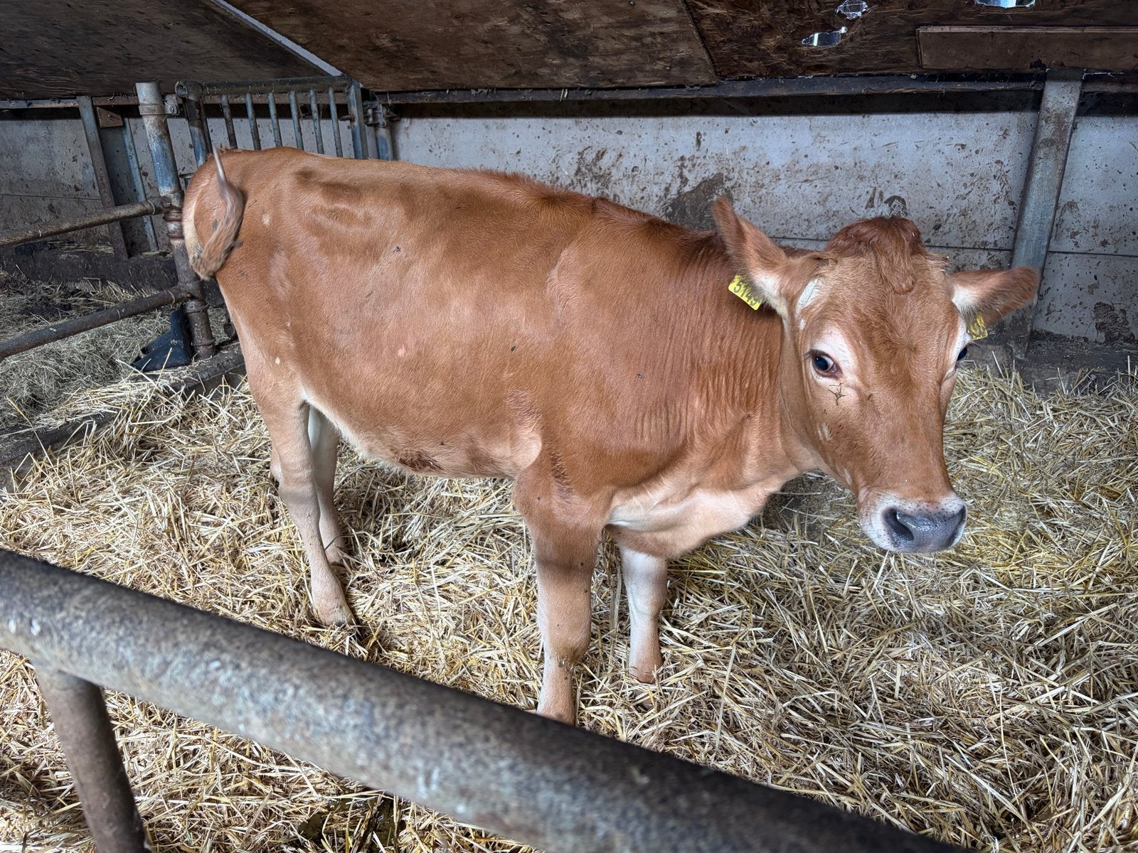 Jersey pink, Dieren en Toebehoren, Vrouwelijk