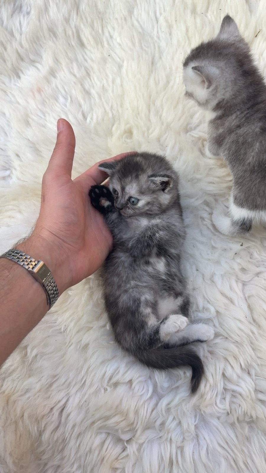 Kittens te koop 🐱 350€ per kitten, Poes, Kortharig, 0 tot 2 jaar