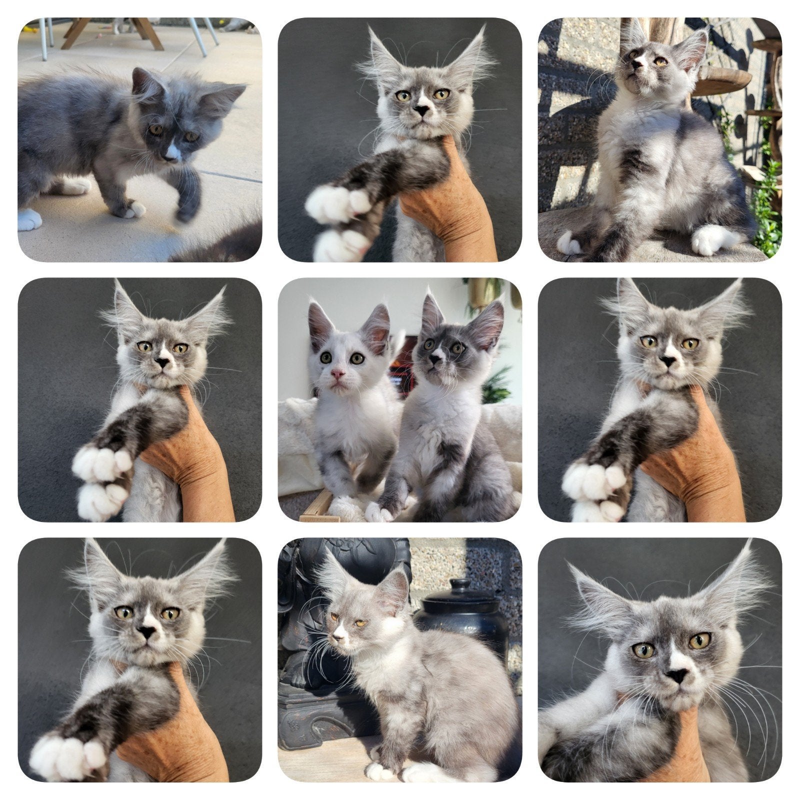 Maine Coon ID garantiecontract, Poes, Met stamboom