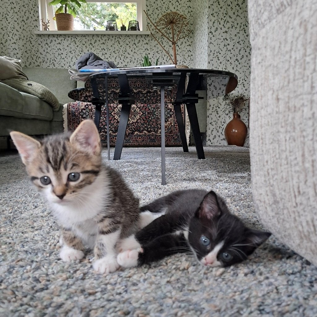 Kittens, Meerdere dieren, Ontwormd, 0 tot 2 jaar
