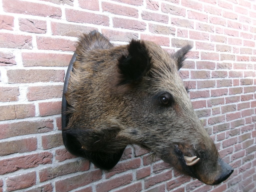 Prachtig opgezet wild zwijn op schild, Verzamelen, Dierenverzamelingen, Ophalen of Verzenden, Zo goed als nieuw, Wild dier, Opgezet dier