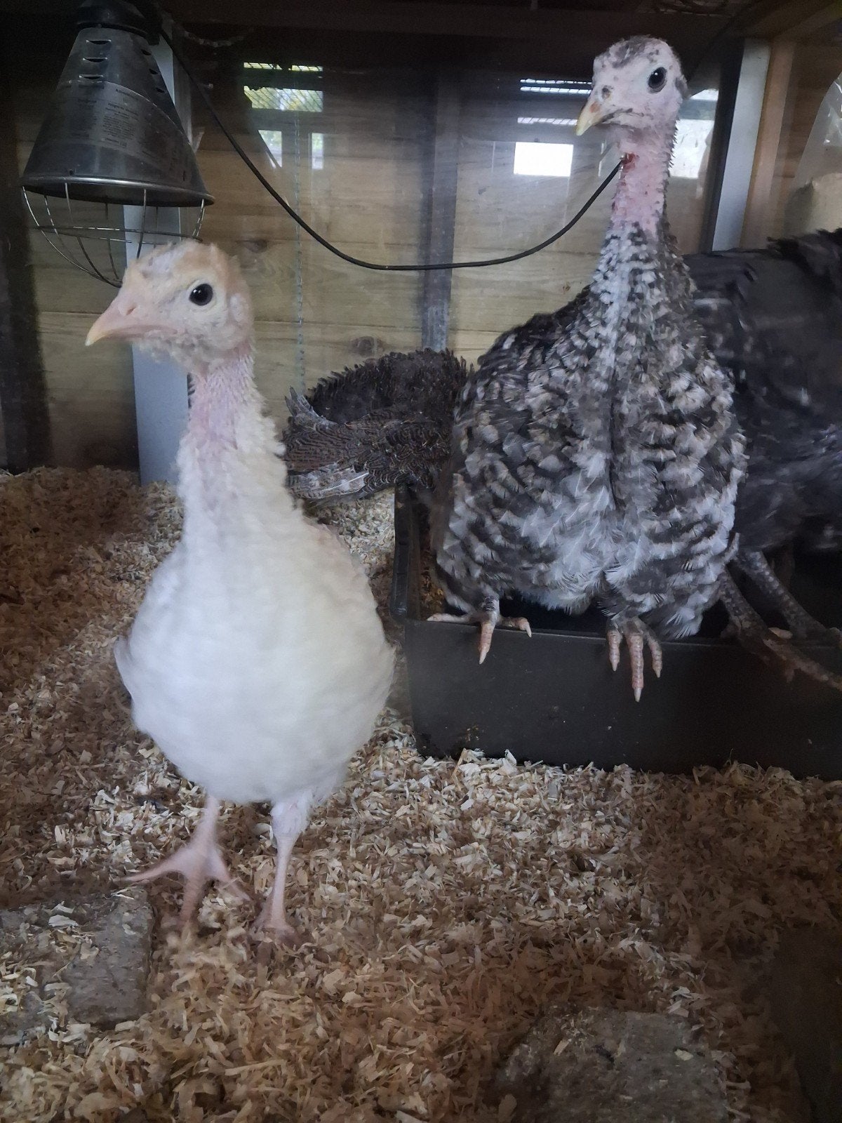 Amerikaanse kalkoenen (20+), Dieren en Toebehoren, Meerdere dieren, Kalkoen