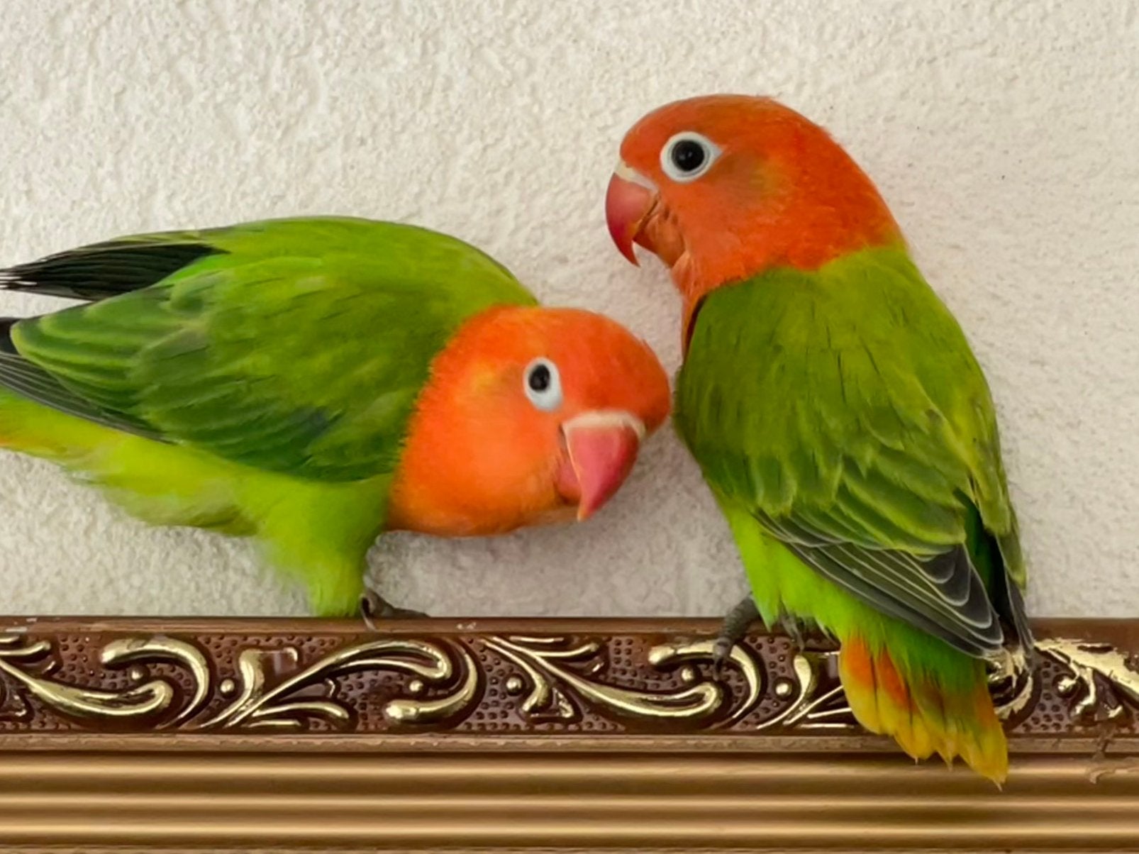 Prachtige Lieve Hand Tamme Agapornis Dwergpapegaai Lovebird, Dieren en Toebehoren, Vogels | Parkieten en Papegaaien, Meerdere dieren