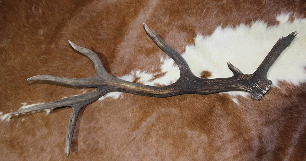Grote EDELHERT GEWEI AFWERP STANG - 3 kg - 93 cm - ref. F, Ophalen, Gebruikt, Hert, Gewei of Kop