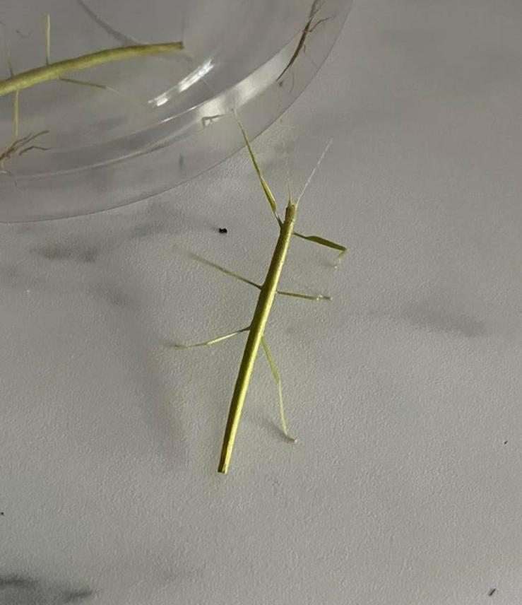 Psg 1, Carausius morosus -  Indische wandelende Tak, Dieren en Toebehoren, Insecten en Spinnen, Wandelende tak