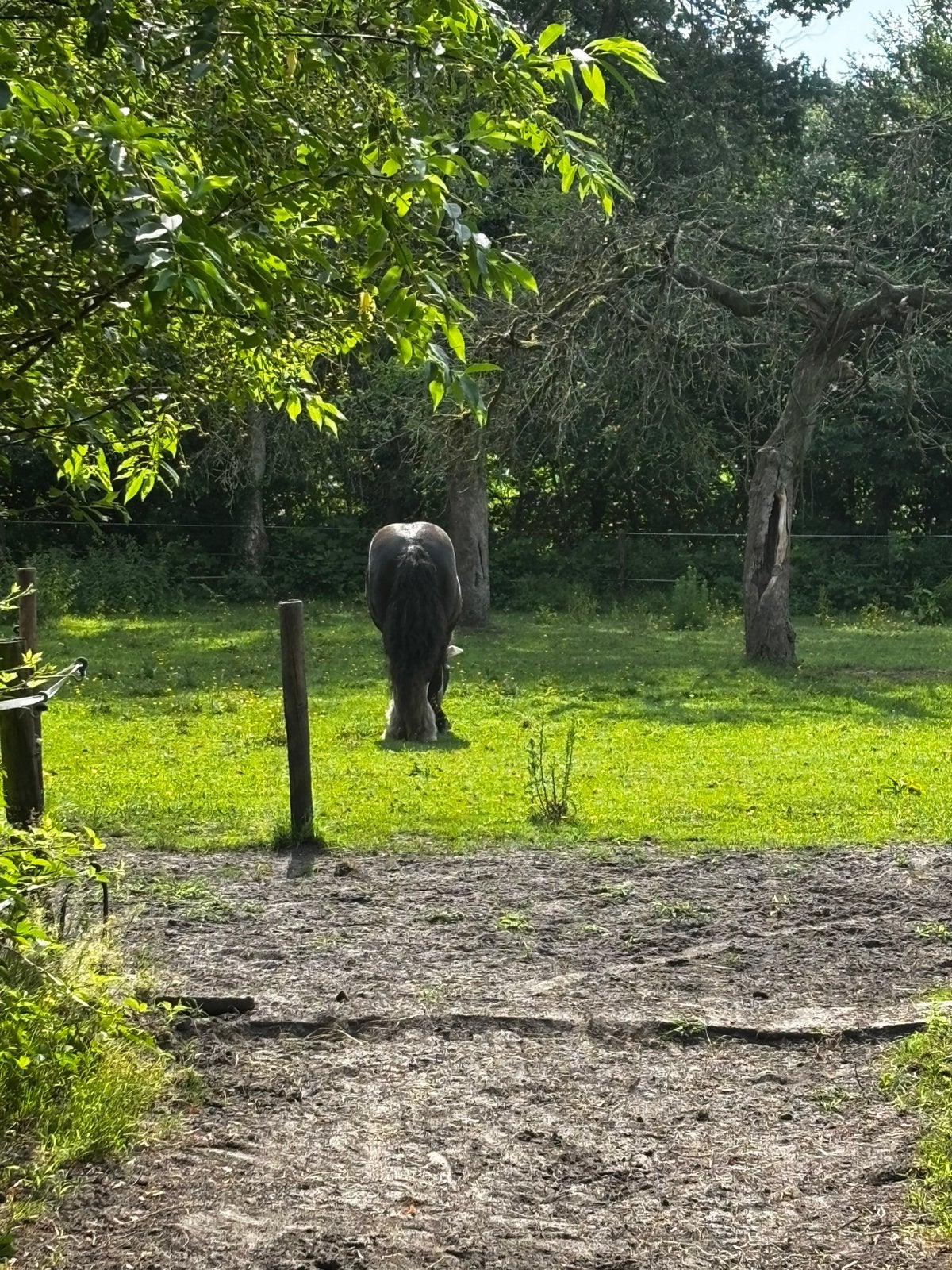 Weiland gezocht voor paarden/ Veenendaal en omgeving., Ophalen