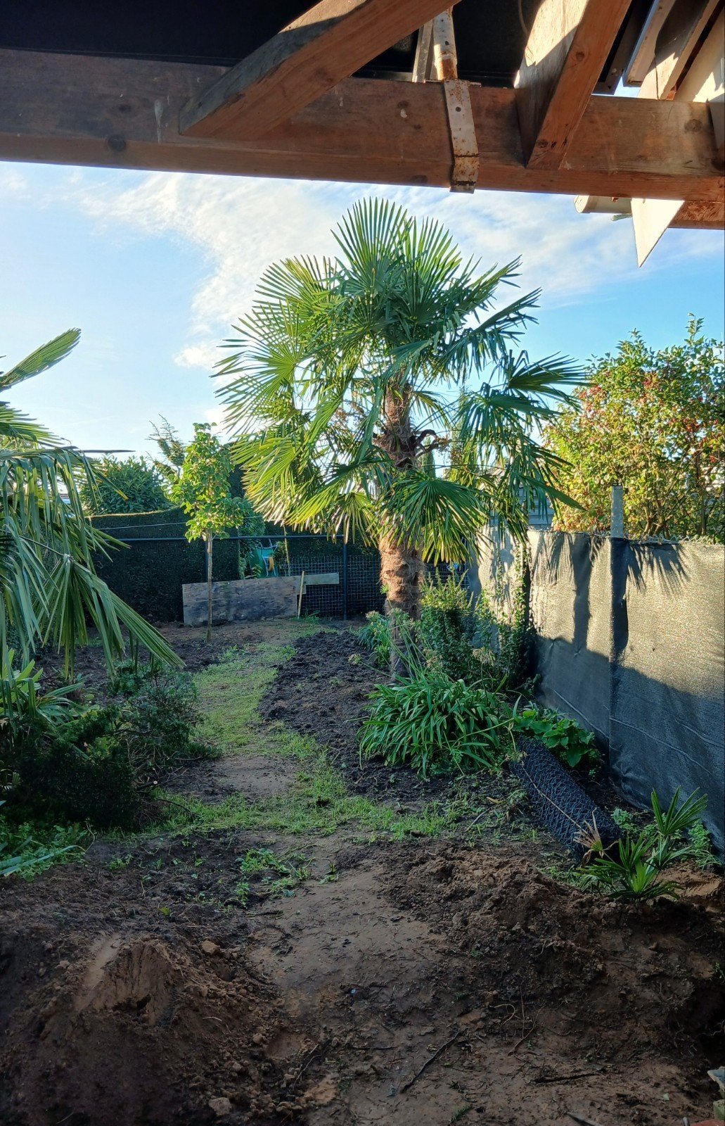 Te koop palmbomen trachycarpus fortunei, Tuin en Terras, 250 tot 400 cm, Zomer, Palmboom, Ophalen