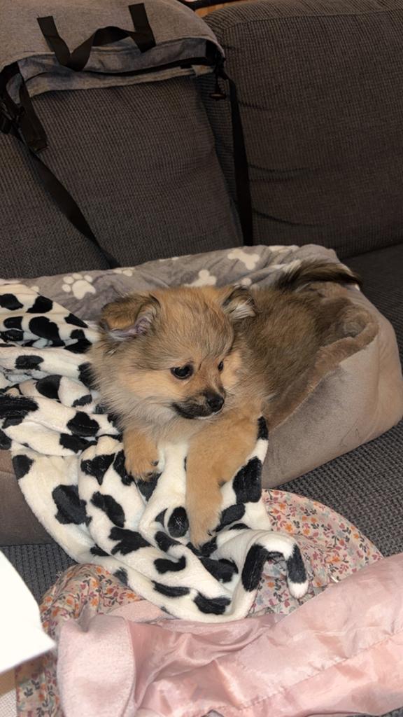 Pomeriaan, Dieren en Toebehoren, Keeshond, Reu, 8 tot 15 weken, Eén hond
