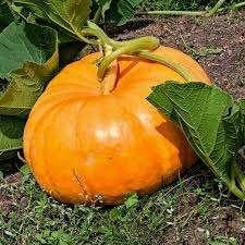 Pompoen - Reuzenpompoen Cucurbita Maxima zaden 🎃, Tuin en Terras, Ophalen of Verzenden, Gehele jaar, Volle zon, Zaad