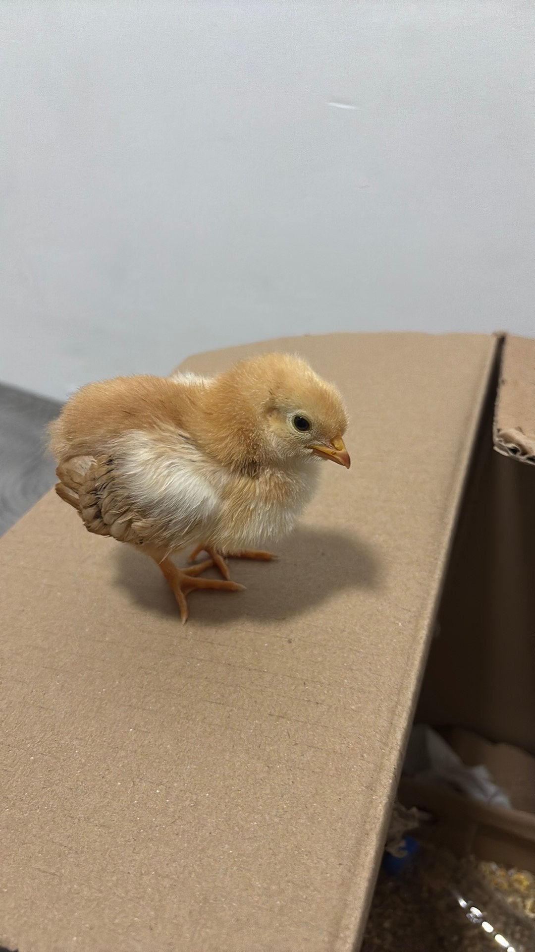 4 kuikens, Geslacht onbekend, Kip