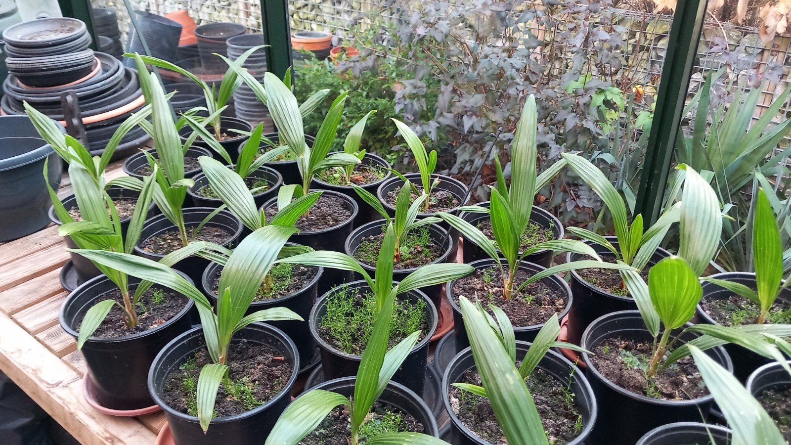 Zaailingen Trachycarpus fortunei, Ophalen, Overige soorten, Volle zon