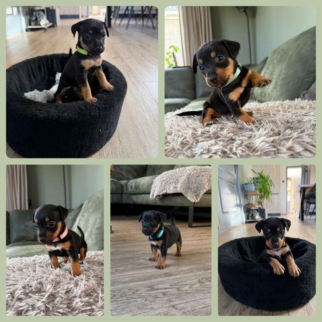 Jack Russel black en tan pups te koop, 8 tot 15 weken, Meerdere, Meerdere dieren, Klein