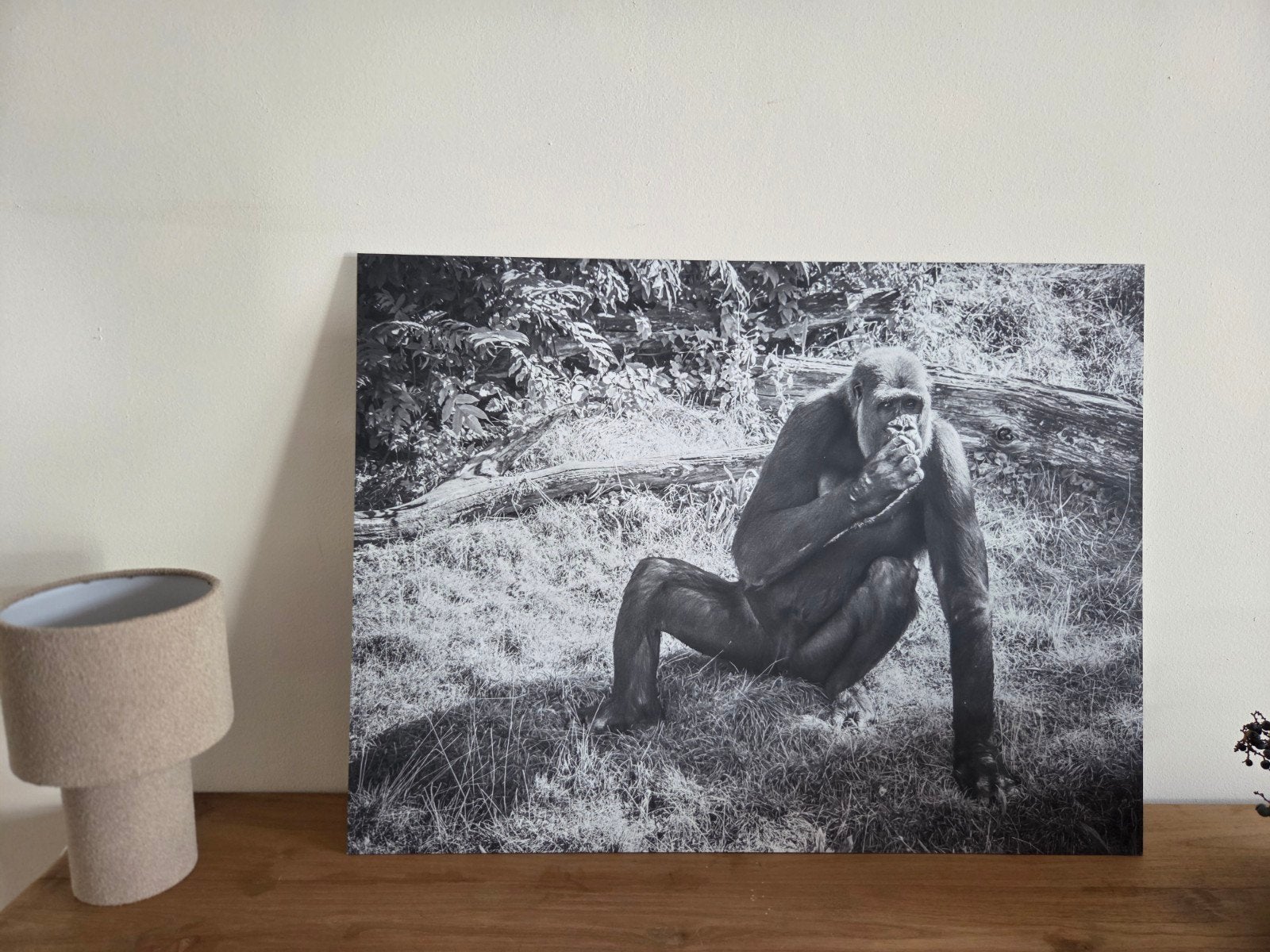 Dibond schilderijen Gorillas Gaia Zoo te koop., Ophalen, Oorspronkelijke maker, Nieuw, Schilderij