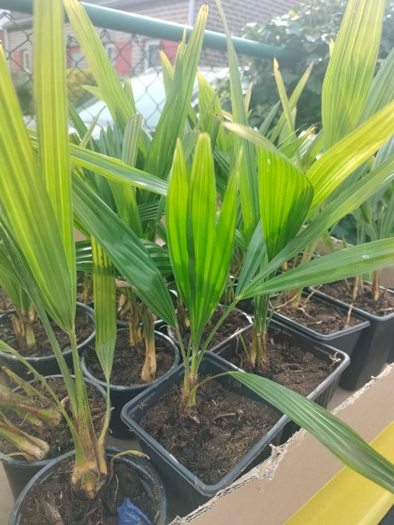 Winterharde palm stekjes - 2 euro per potje, Ophalen