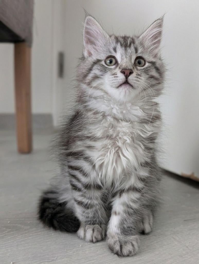 twee prachtige Maine Coon kittens, Kater, Ontwormd