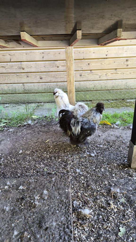 Zijdehoen haan, Dieren en Toebehoren, Mannelijk, Kip